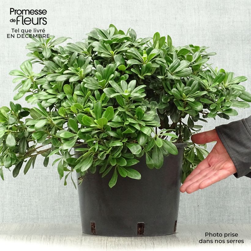 Pittosporum tobira Nanum - Japanese Pittosporum 7.5L/10L pot sample as delivered in winter
