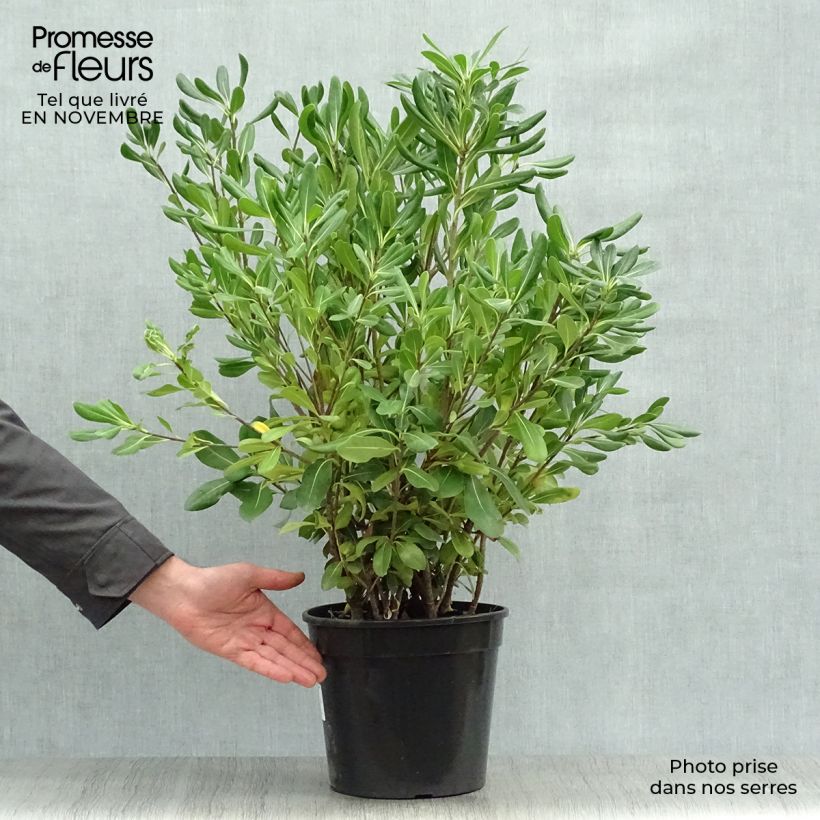 Pittosporum tobira 7.5L/10L pot sample as delivered in autumn