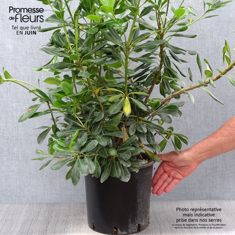 Pittosporum tobira 7.5L/10L pot sample as delivered in summer