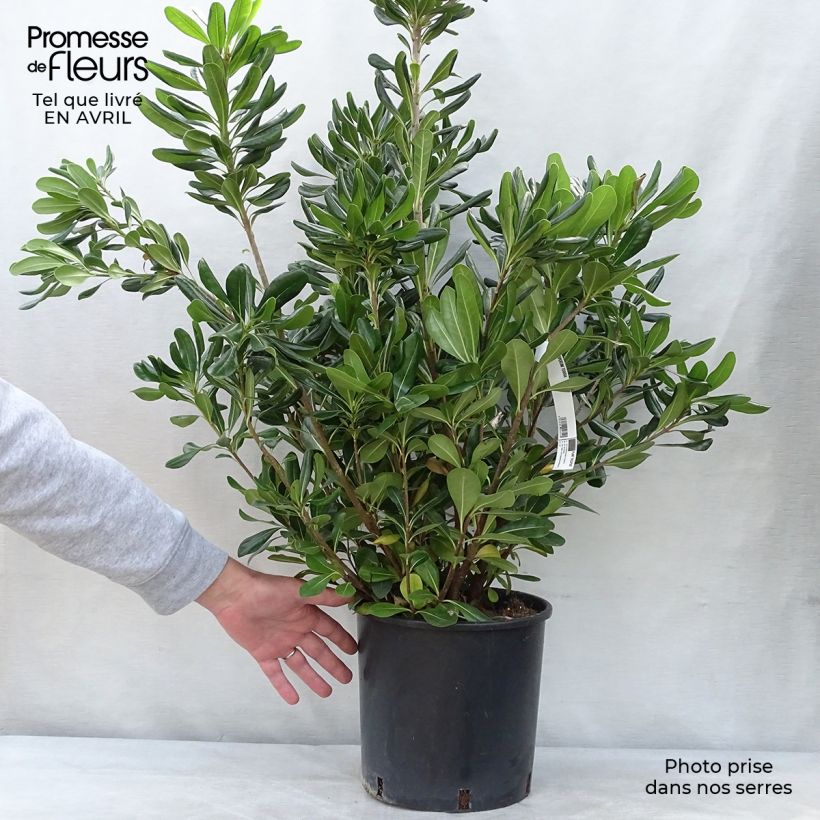 Pittosporum tobira 7.5L/10L pot sample as delivered in spring