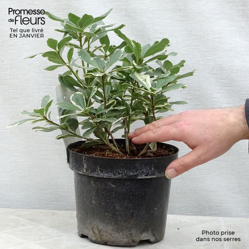 Example of Pittosporum tobira Variegatum - Japanese Pittosporum 2L/3L pot as you get in hiver