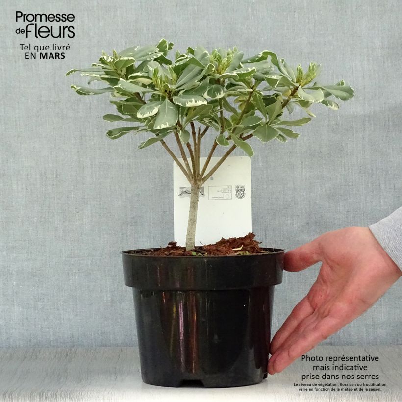 Pittosporum tobira Variegatum - Japanese Pittosporum 2L/3L pot sample as delivered in spring