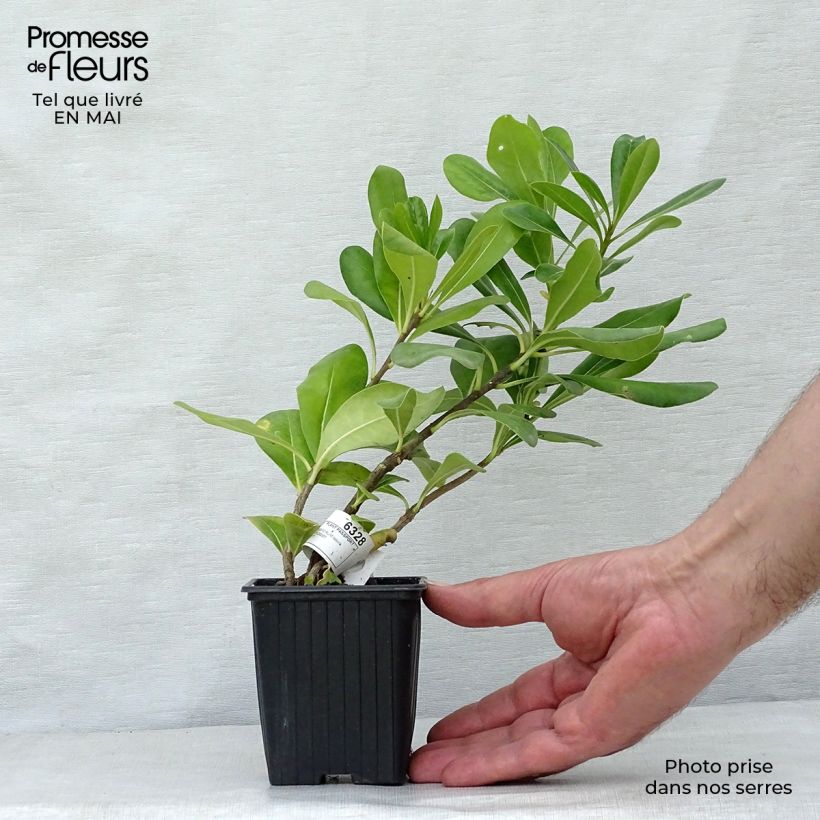 Pittosporum tobira 8/9 cm pot sample as delivered in spring