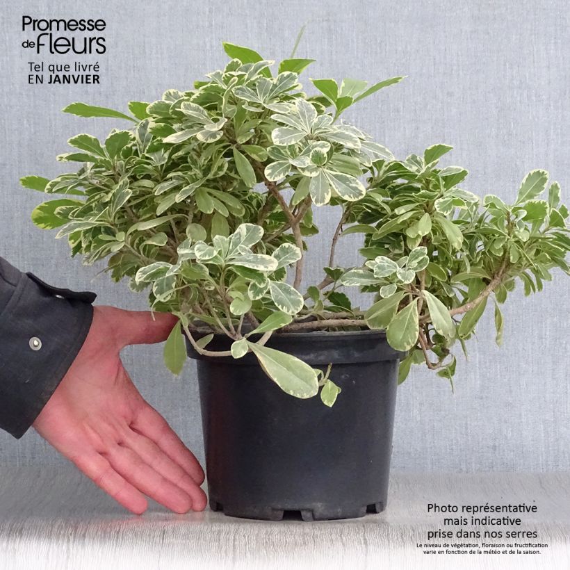 Pittosporum tobira var. nana Neige du mont Ventoux - Japanese Pittosporum 3L/4L pot sample as delivered in winter