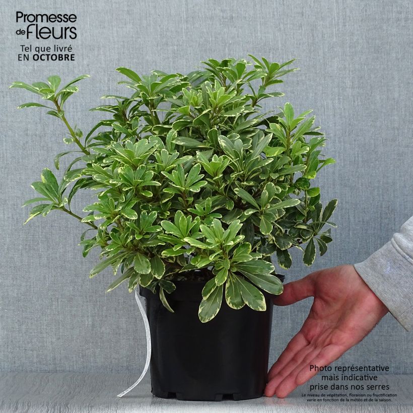 Pittosporum tobira var. nana Neige du mont Ventoux - Japanese Pittosporum 3L/4L pot sample as delivered in autumn