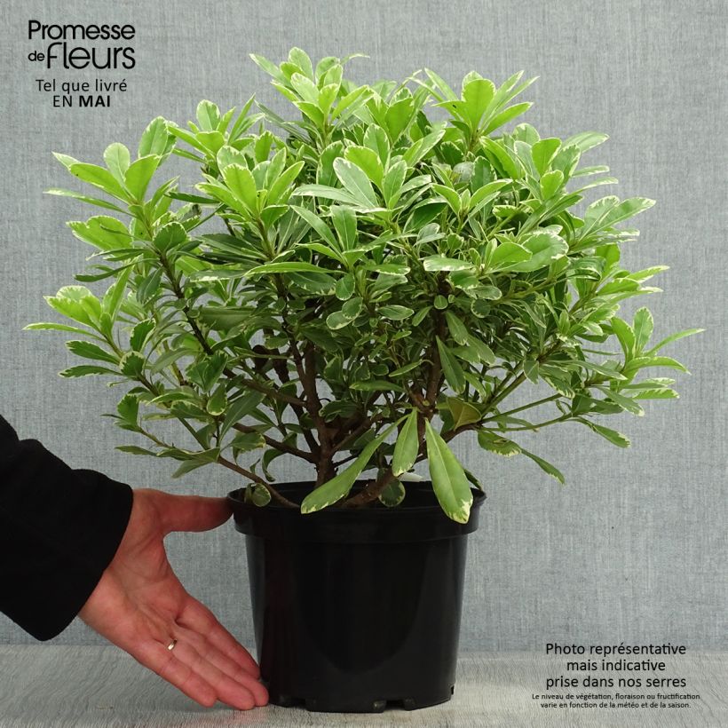 Pittosporum tobira var. nana Neige du mont Ventoux - Japanese Pittosporum 3L/4L pot sample as delivered in spring