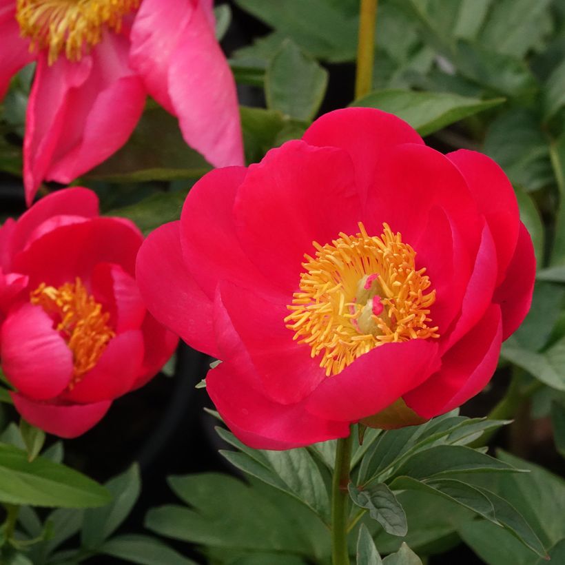 Paeonia lactiflora peregrina Flame (Flowering)