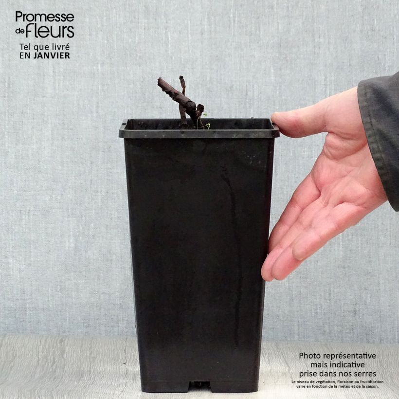 Paeonia Itoh Bartzella - Itoh Peony 3L/4L pot sample as delivered in winter