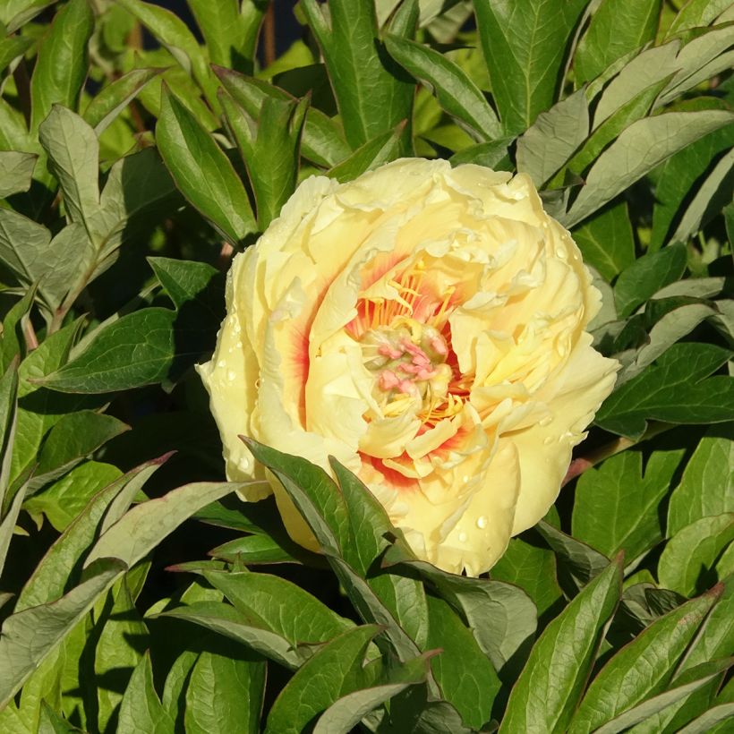 Paeonia Itoh Bartzella - Itoh Peony (Flowering)