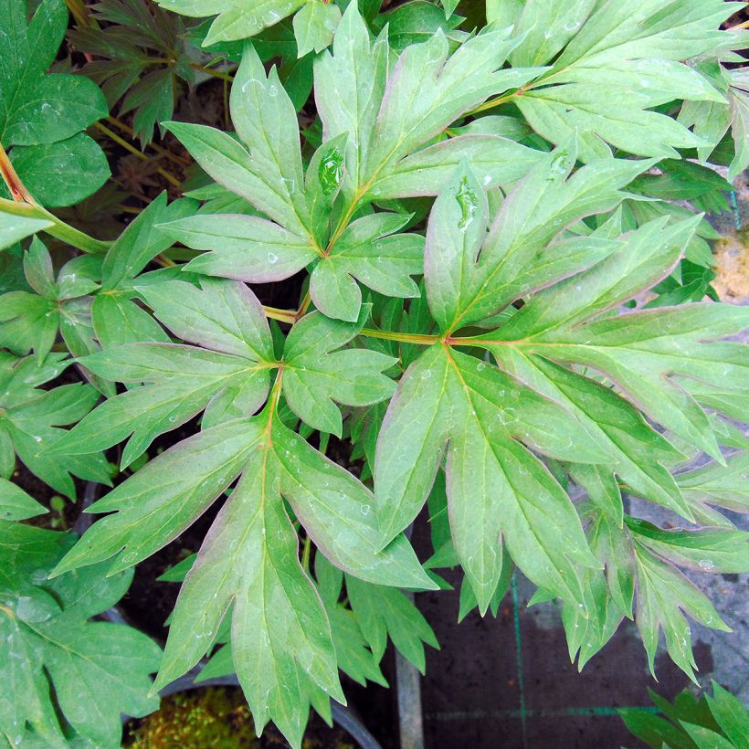 Paeonia x Itoh 'Cora Louise' (Foliage)
