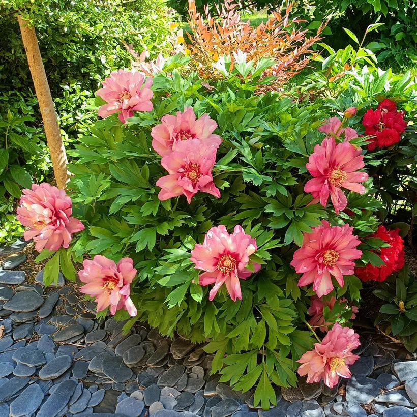 Paeonia Itoh Hillary (Plant habit)