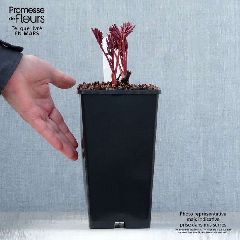 Paeonia Itoh Pink Ardour 3L/4L pot sample as delivered in spring