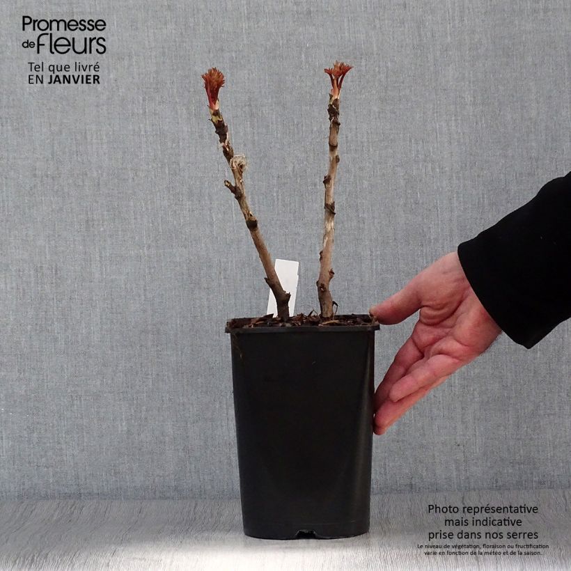 Paeonia suffruticosa Bai Yuan Hong Xia - Tree Peony 2L/3L pot sample as delivered in winter