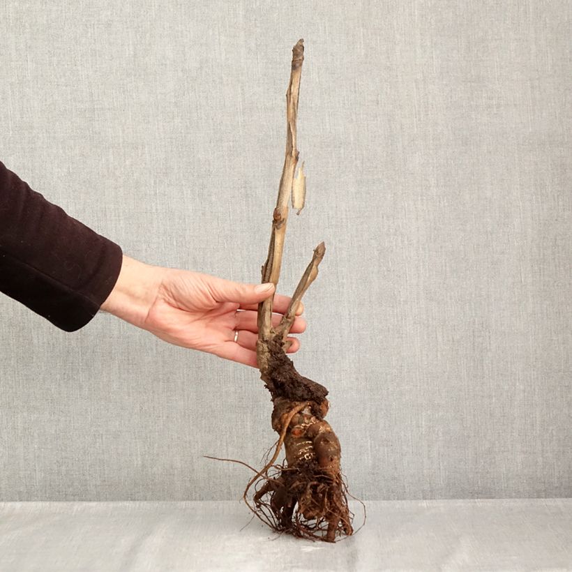 Paeonia lutea Hai Huang - Tree Peony Bare root 3-5 eyes sample as delivered in winter