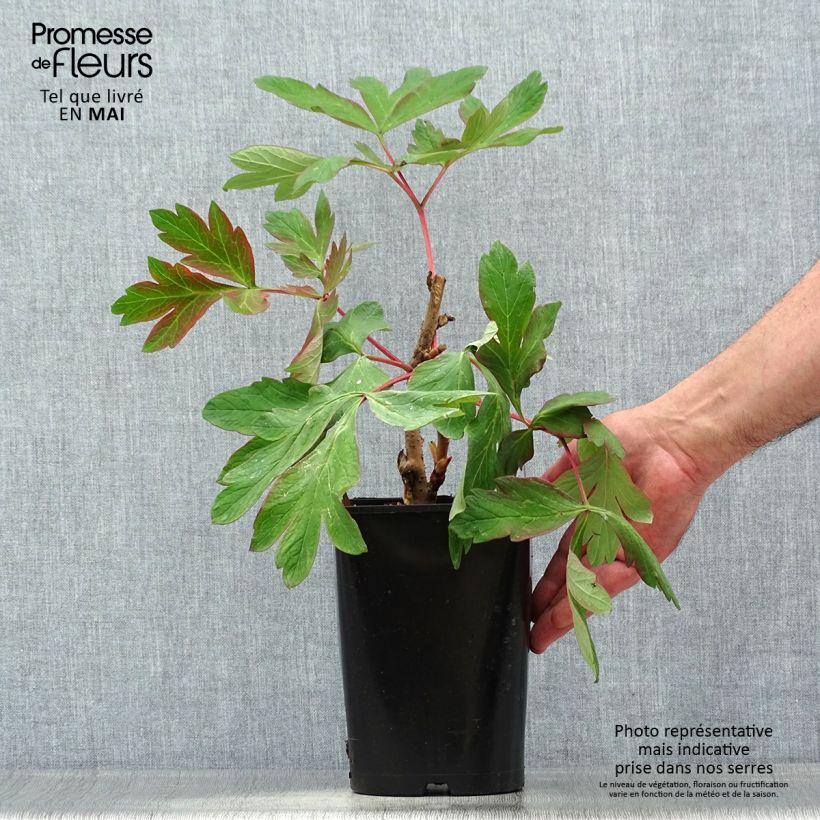 Paeonia suffruticosa Cai Hui - Tree Peony 2L/3L pot sample as delivered in spring