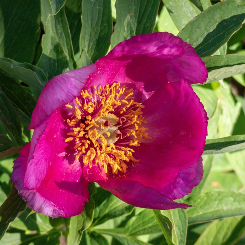 Paeonia humilis (Flowering)
