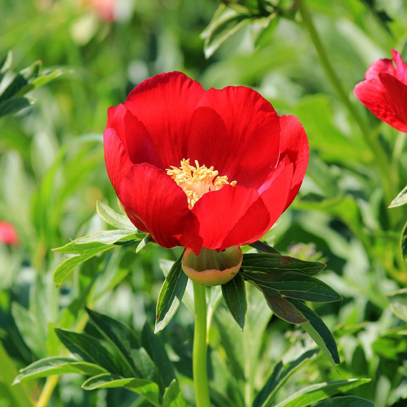 Paeonia peregrina (Flowering)