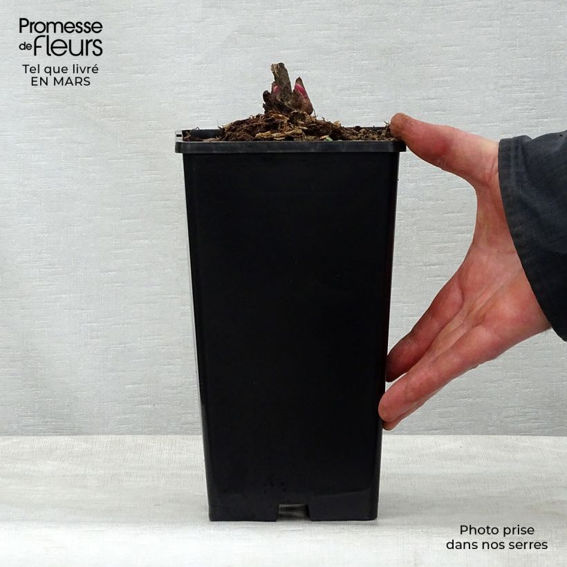 Paeonia lactiflora Adolphe Rousseau 3L/4L pot sample as delivered in spring