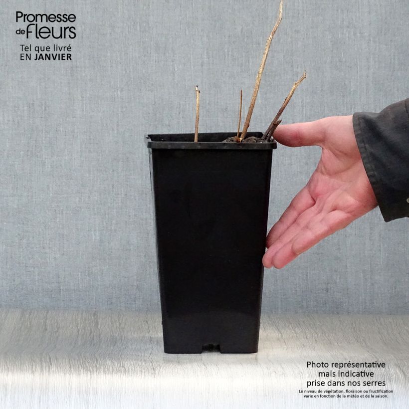 Paeonia lactiflora Buckeye Belle 3L/4L pot sample as delivered in winter