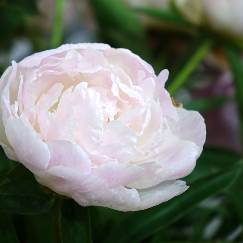 Paeonia lactiflora Chiffon Parfait (Flowering)