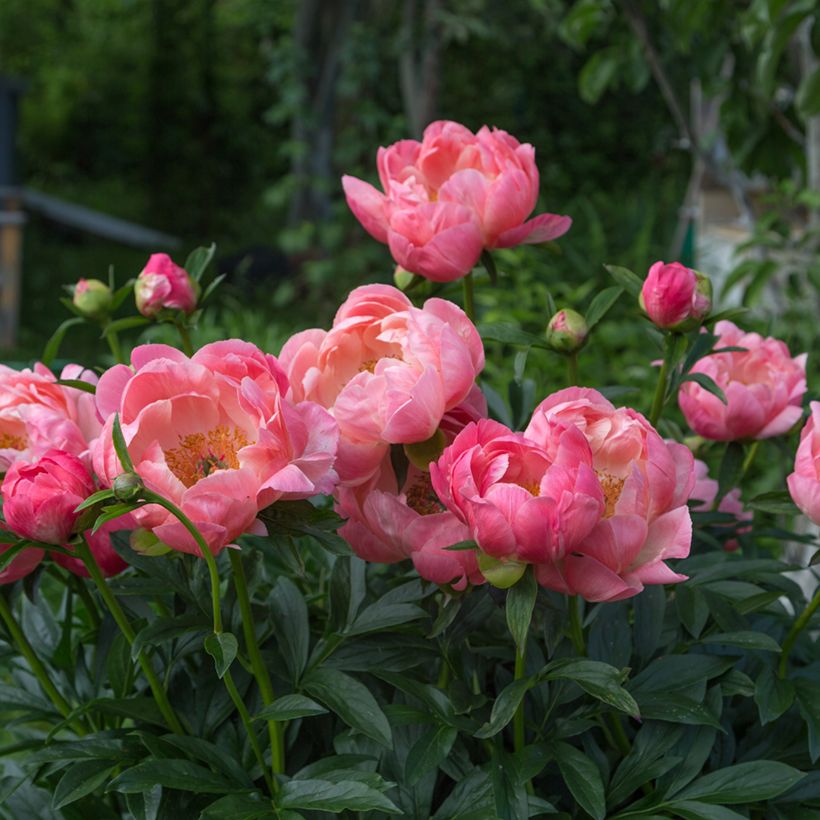 Paeonia lactiflora Coral Charm (Plant habit)