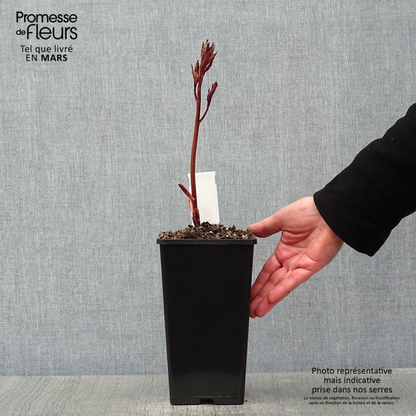 Paeonia lactiflora Felix Crousse 3L/4L pot sample as delivered in winter