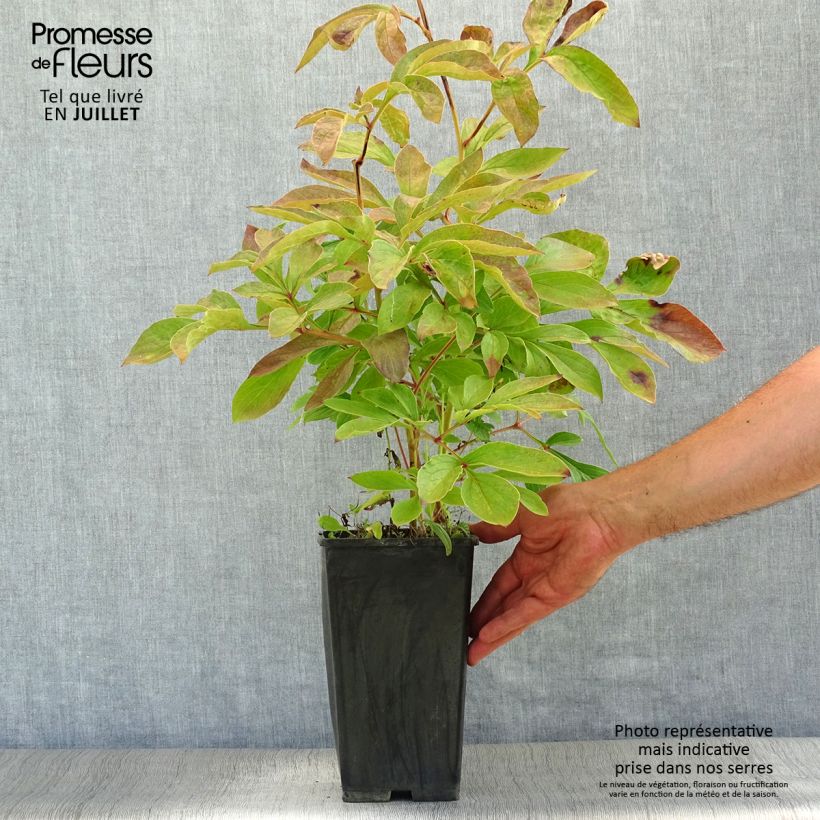 Paeonia lactiflora Festiva Maxima 3L/4L pot sample as delivered in summer