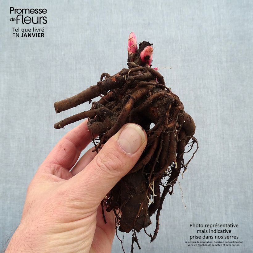 Paeonia lactiflora Gardenia Bare root 3-5 eyes sample as delivered in winter