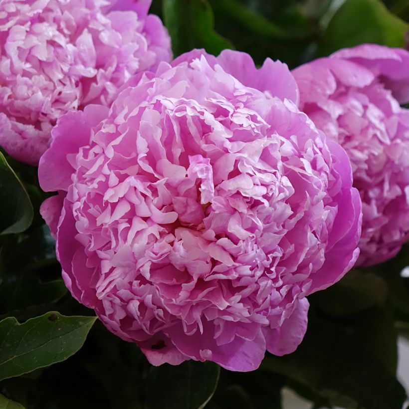 Paeonia lactiflora Jacorma (Flowering)