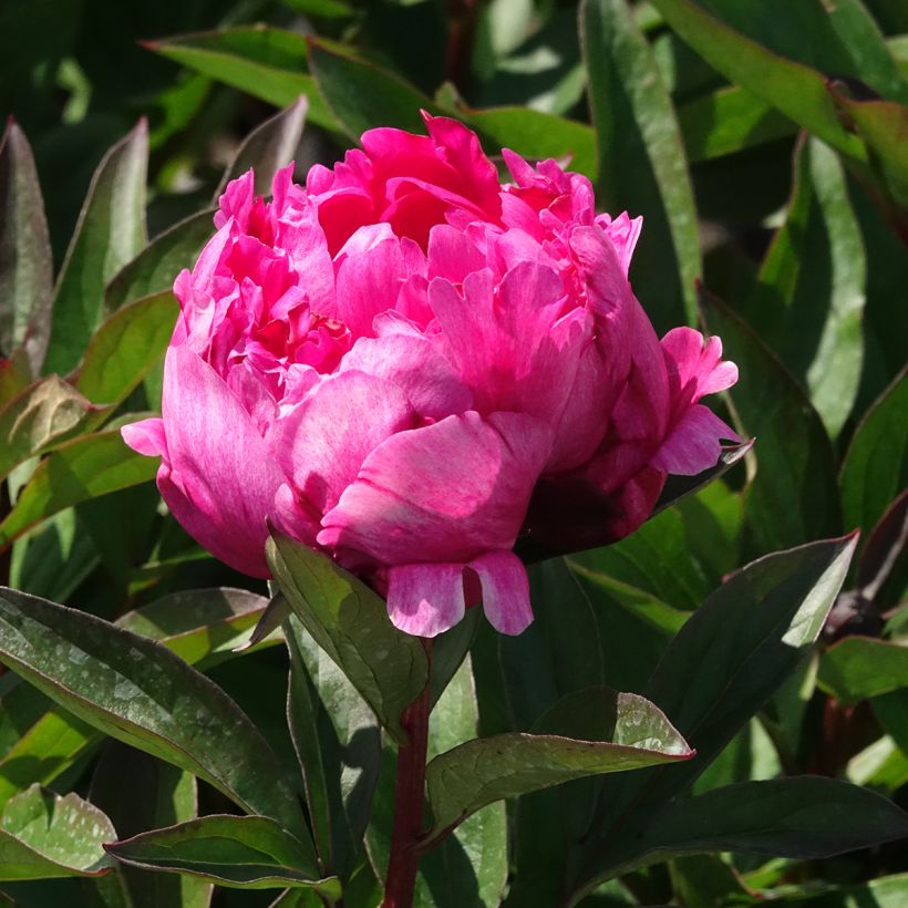 Paeonia lactiflora Kansas (Flowering)