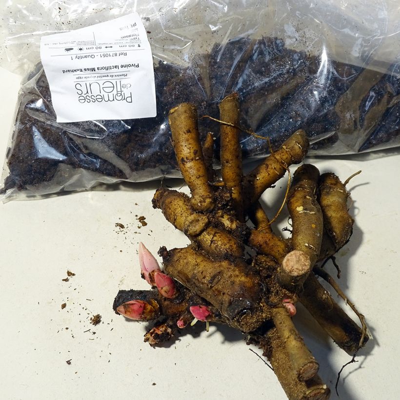Example of Paeonia lactiflora Miss Eckhardt Bare root 3-5 eyes specimen as delivered