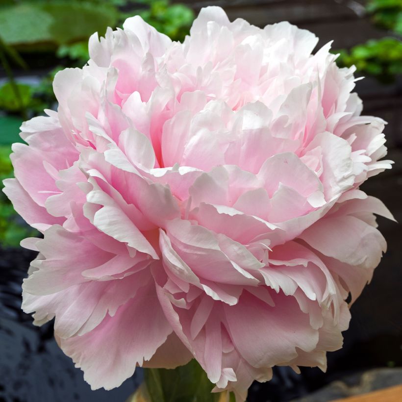 Paeonia lactiflora Morning Kiss (Flowering)