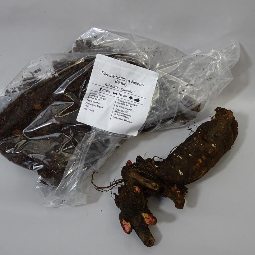 Example of Paeonia lactiflora Nippon Beauty - Garden Peony Bare root 3-5 eyes specimen as delivered
