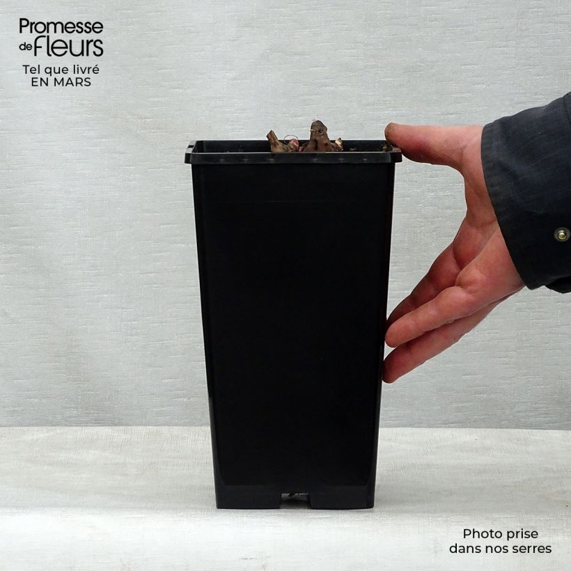 Paeonia lactiflora Nippon Beauty - Garden Peony 3L/4L pot sample as delivered in spring