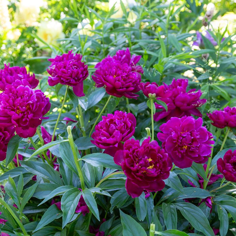 Paeonia lactiflora Peter Brand (Plant habit)