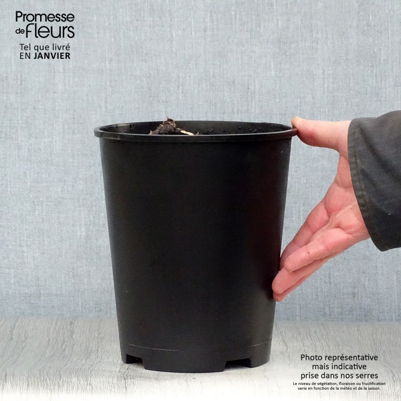 Paeonia lactiflora Solange 3L/4L pot sample as delivered in winter