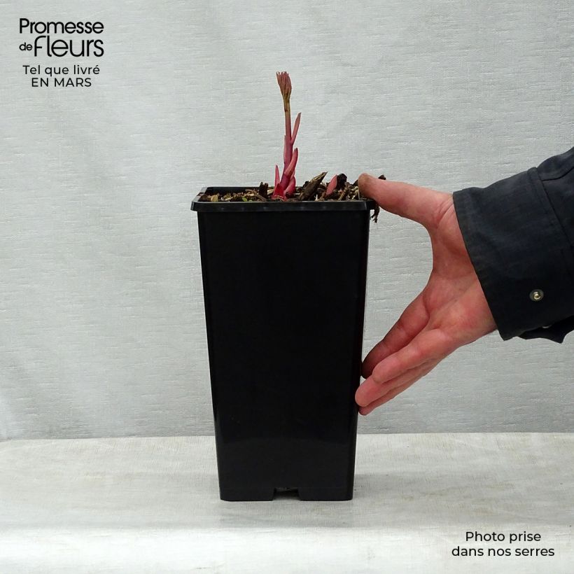 Paeonia lactiflora Sorbet 3L/4L pot sample as delivered in spring