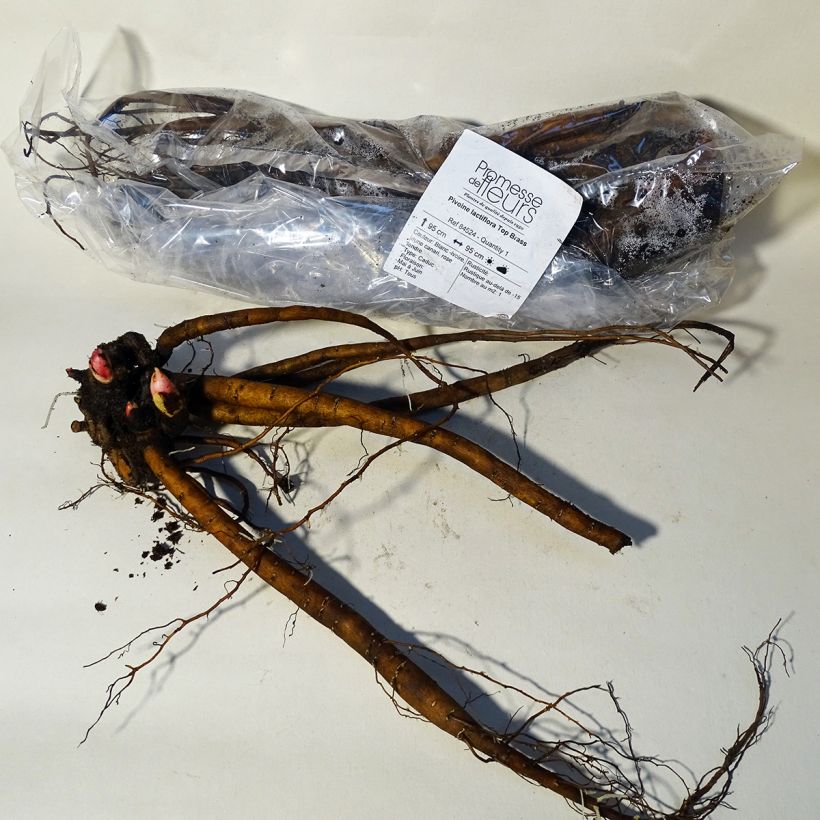 Paeonia lactiflora Top Brass Bare root 3-5 eyes sample as delivered in autumn