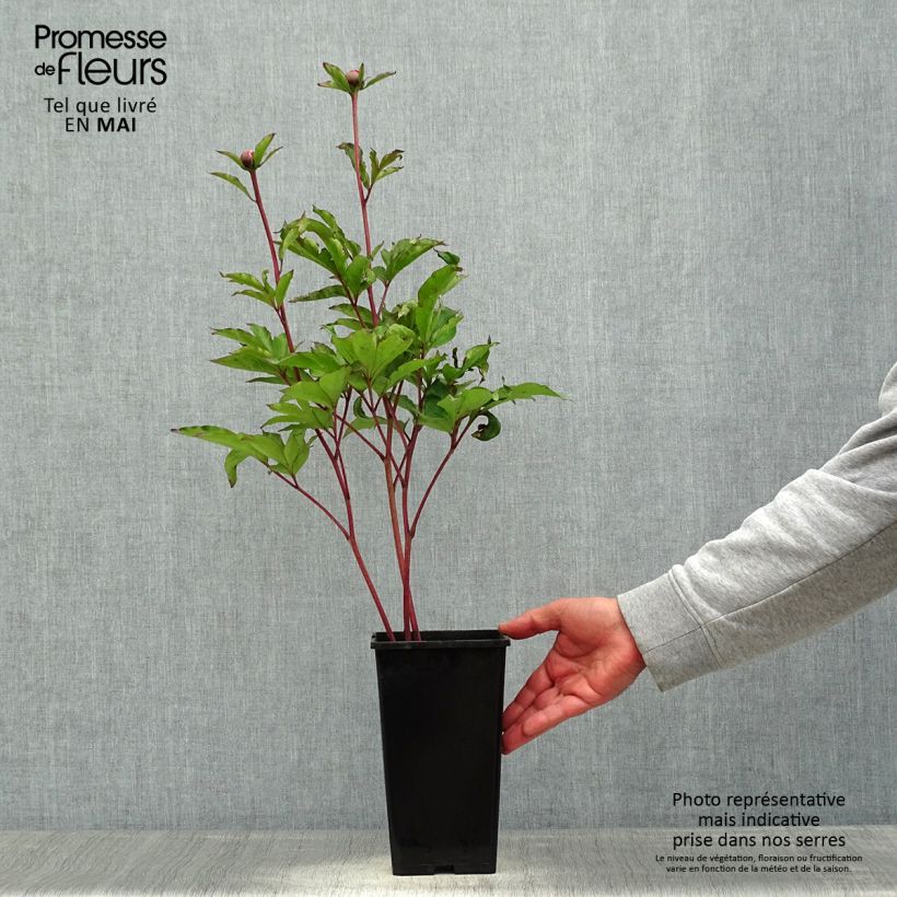 Paeonia lactiflora White Cap - Garden Peony 3L/4L pot sample as delivered in spring