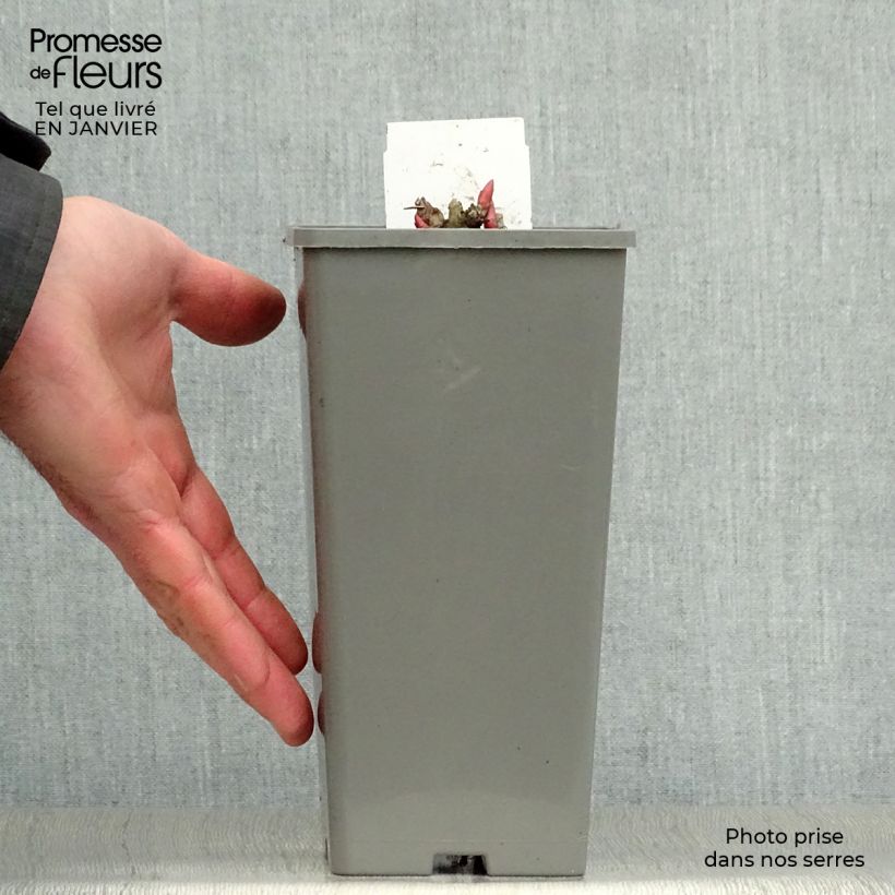 Paeonia officinalis Rosea Plena 12cm pot sample as delivered in winter