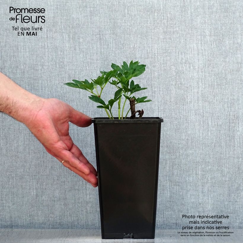 Paeonia officinalis Rubra Plena 12cm pot sample as delivered in spring