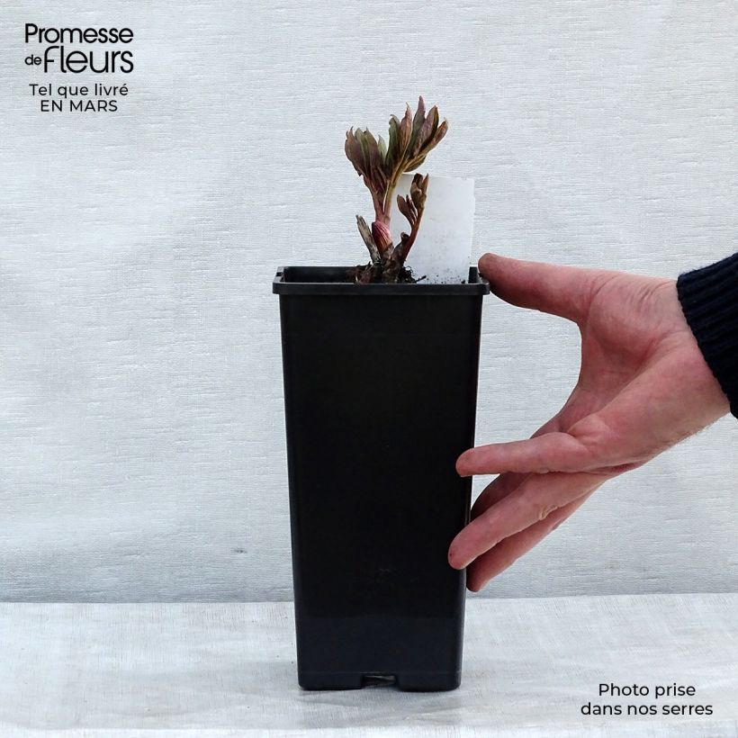 Paeonia officinalis Rubra Plena 12cm pot sample as delivered in winter