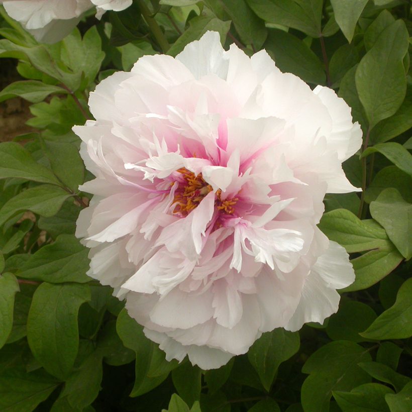 Paeonia x suffruticosa Xue Ying Tao Hua - Tree peony (Flowering)