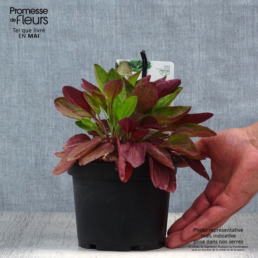 Plantago major Atropurpurea 1.5L/2L pot sample as delivered in spring