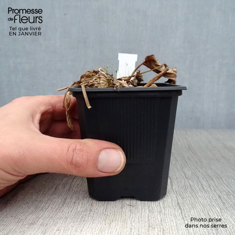 Alisma plantago-aquatica 8/9 cm pot sample as delivered in winter
