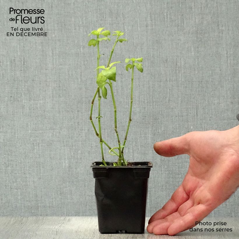 Mushroom Plant - Rungia klossii 7/8 cm pot sample as delivered in winter