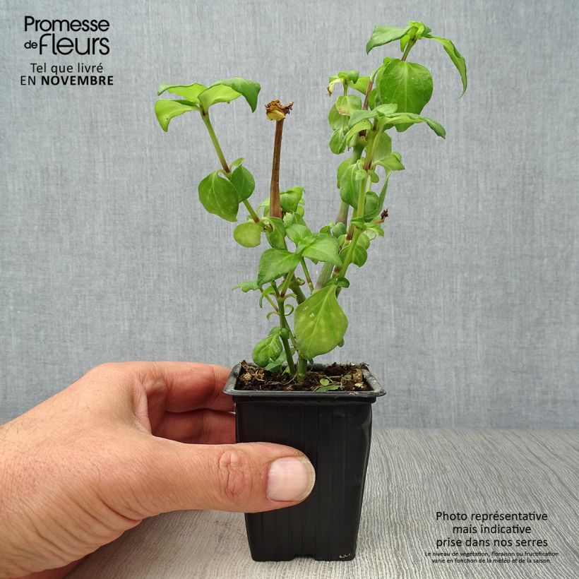 Mushroom Plant - Rungia klossii 7/8 cm pot sample as delivered in autumn