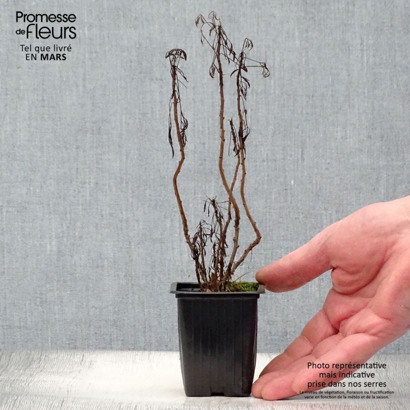 Cola Plant - Artemisia abrotanum var. maritima 7/8 cm pot sample as delivered in spring