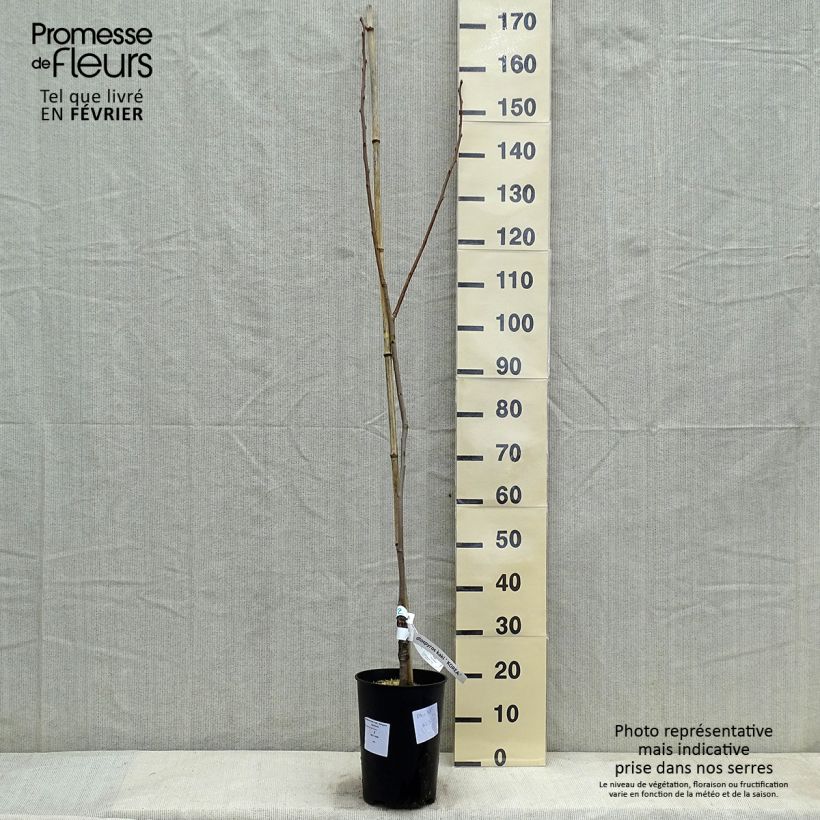 Diospyros kaki Korea - Persimmon 7.5L/10L pot, Half standard sample as delivered in winter