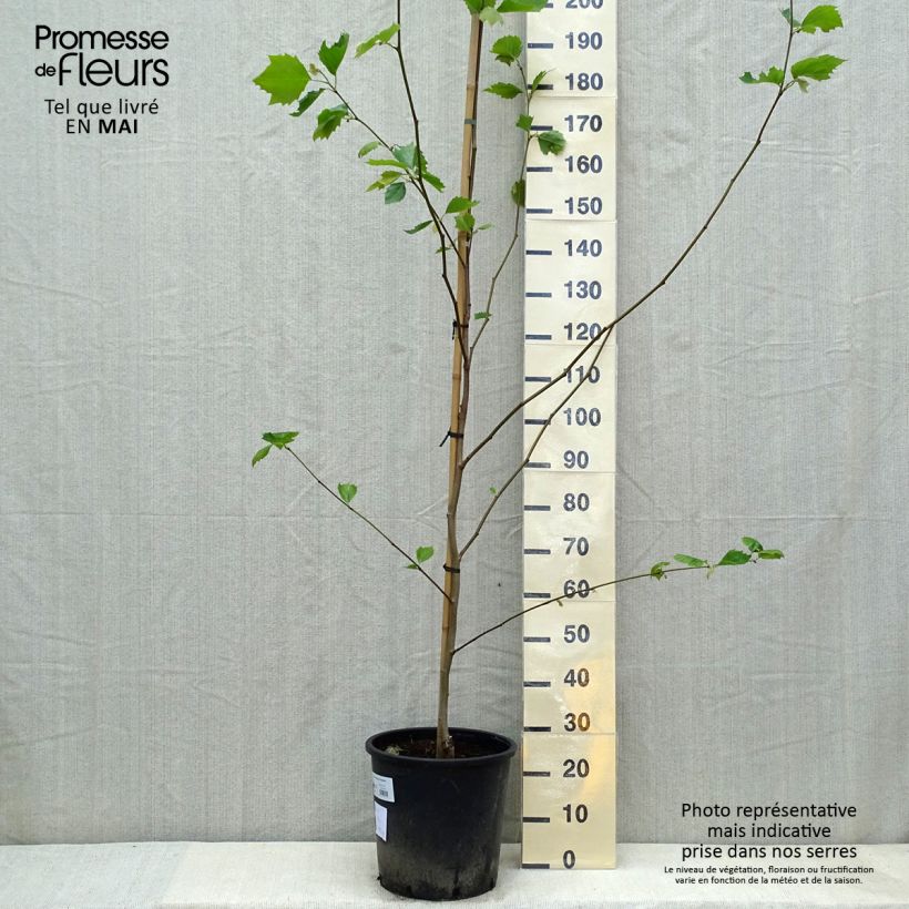 Platanus x hispanica 7.5L/10L pot sample as delivered in spring